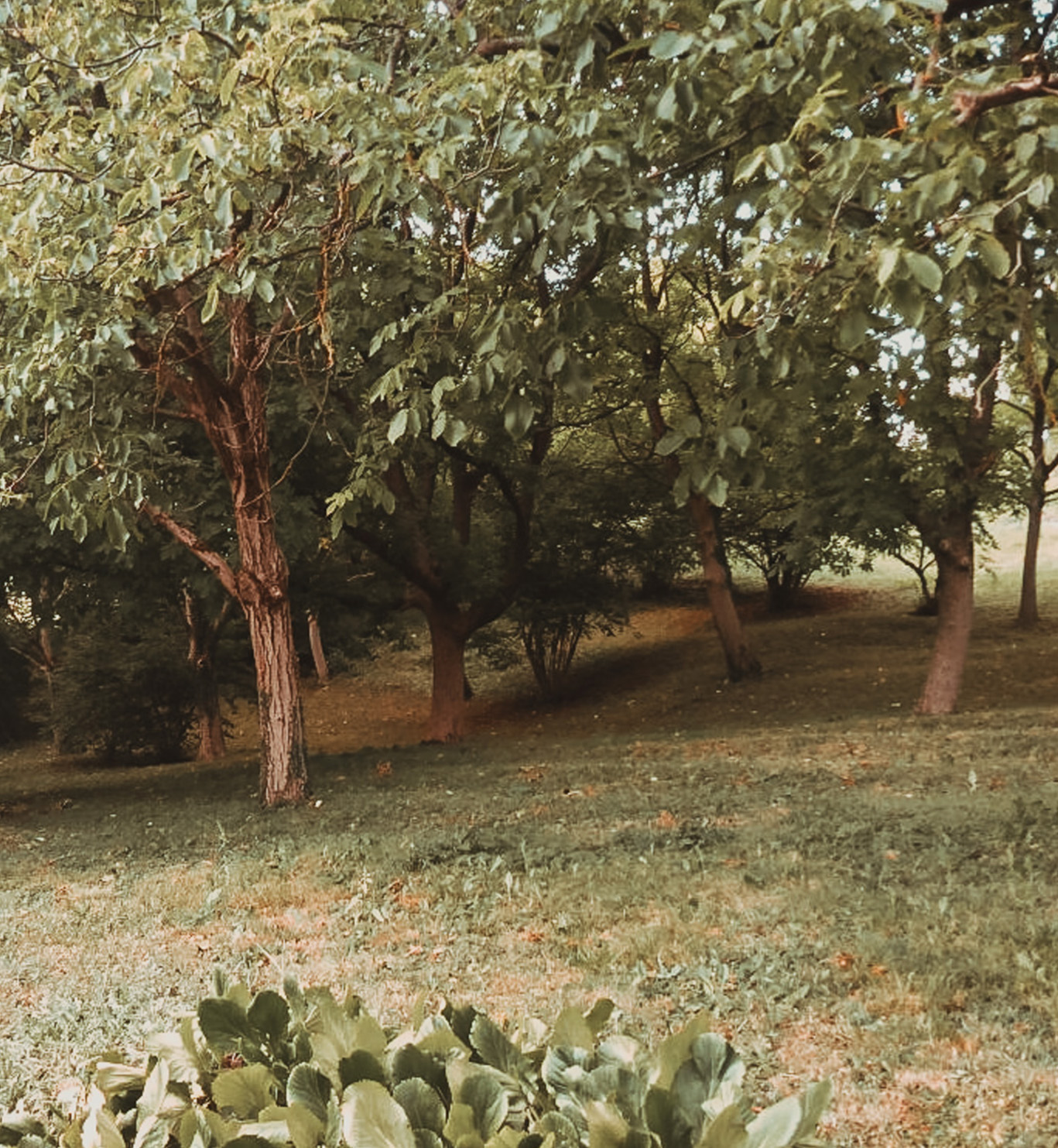 Imanje Porta Botanice 2020 prije početka radova