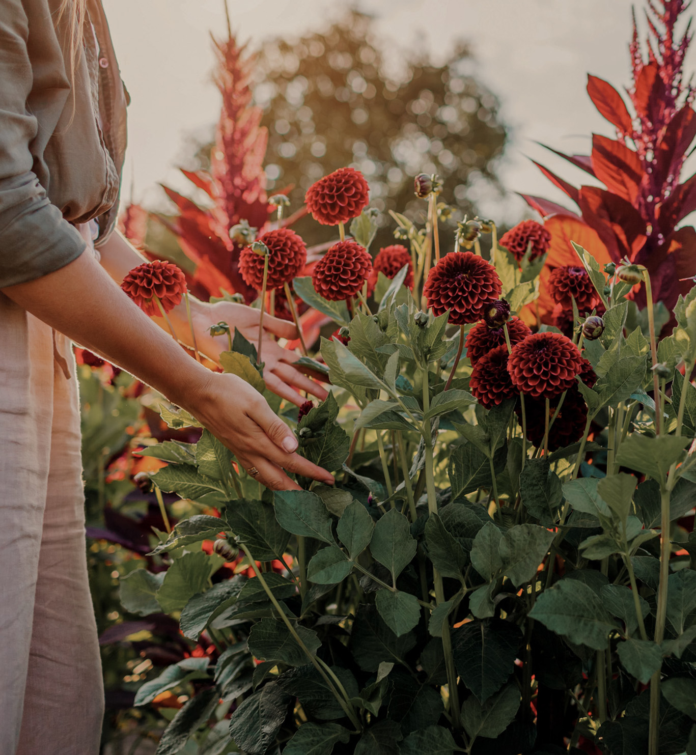 Lokalno uzgojeno Sezonsko cvijeće za rez u nasadima Porta Botanice 
