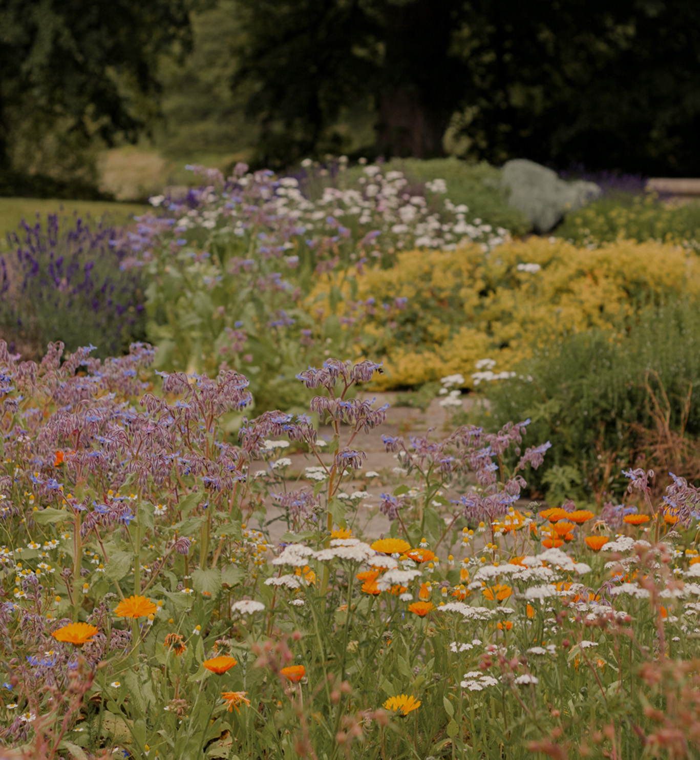 Ekološki uzgojeno ljekovito bilje u vrtovima Porta Botanice koristi se za naše proizvode